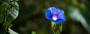 Esta bonita planta con flor cubre muros y pérgolas en semanas porque es de rápido crecimiento
