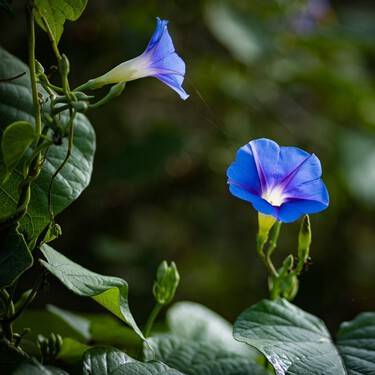 Esta es la planta trepadora con flor de rápido crecimiento ideal para principiantes porque es muy fácil de cuidar