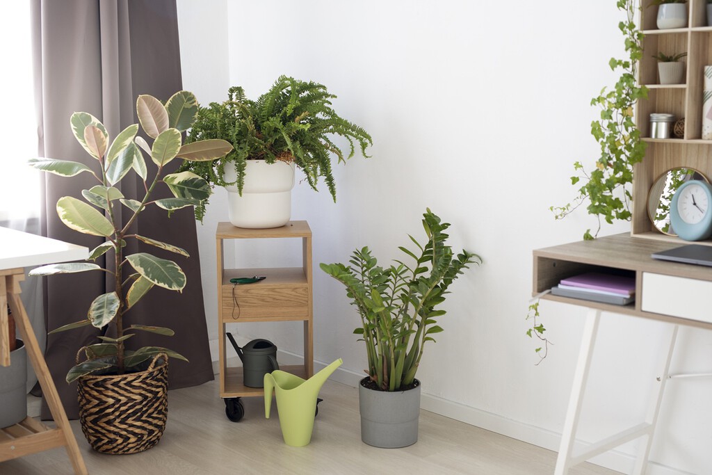 Lidl lanza mañana dos plantas colgantes que darán vida a cualquier rincón o estante de tu casa