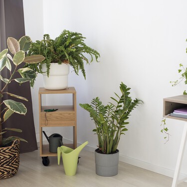 Lidl acaba de lanzar dos plantas colgantes que darán vida a cualquier rincón o estante de tu casa