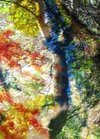 Talleres de fotografía y pintura en la naturaleza para padres e hijos