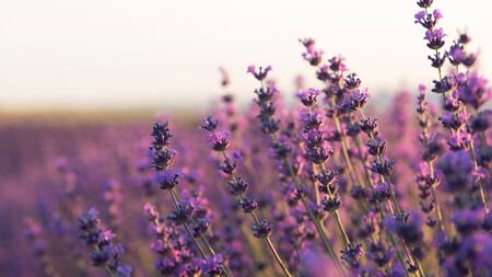 Lavanda