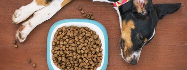 Un perro con insuficiencia renal necesita comida renal. Y a la inversa. No te empeñes en darle lo contrario 