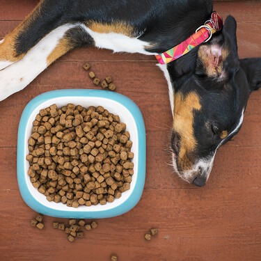 Un perro con insuficiencia renal necesita comida renal. Y a la inversa. No te empeñes en darle lo contrario 
