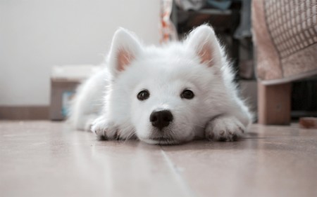 Semana de las mascotas en Amazon: las 12 mejores ofertas en alimentación, juguetes e higiene