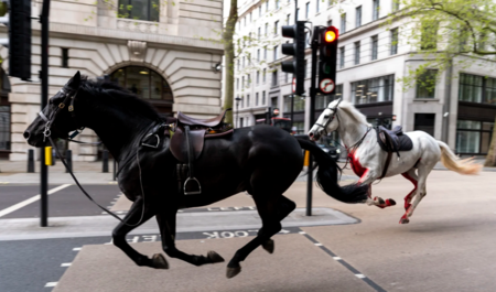 CABALLOS2