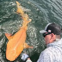 Pescadores descobriram um tubarão laranja no Caribe: ele é único e possui duas condições raras