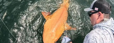Pescadores descobriram um tubarão laranja no Caribe: ele é único e possui duas condições raras