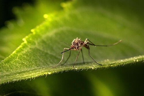 Planta antimosquitos