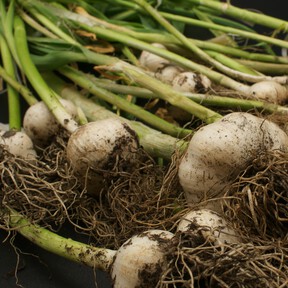 Los expertos recomiendan: "Para las plantas, aplica un diente de ajo durante una semana a diario y luego durante cinco días o así"