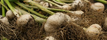 Por qué se recomienda aplicar un diente de ajo sobre tus plantas, según los expertos