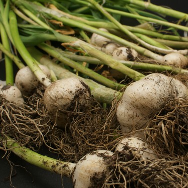 Por qué se recomienda aplicar un diente de ajo sobre tus plantas, según los expertos