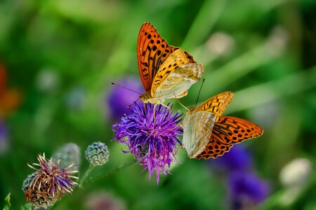 Mariposas