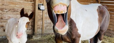 Estas son las fotos de animales más graciosas del 2022 que te divertirán tanto como a nosotros 