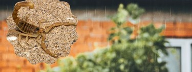 Ante el crecimiento de alacranes en CDMX: remedios naturales para que no vivan en tu casa 