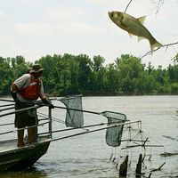 EEUU tiene un problema tan grande con la carpa asiática en sus ríos que ha decidido algo extremo: electrocutarlas