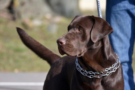 Herramientas Adiestramiento Prohibidas Collar Ahorque Puas Collar Electrico