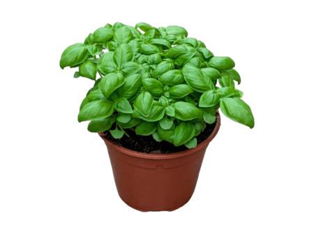 Albahaca