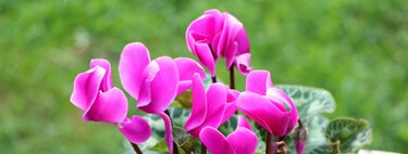 Cinco plantas bonitas que florecen en invierno y son fáciles de cuidar: ideales para llenar la casa de color antes de la primavera