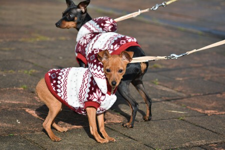 Dos ejemplares de pinscher