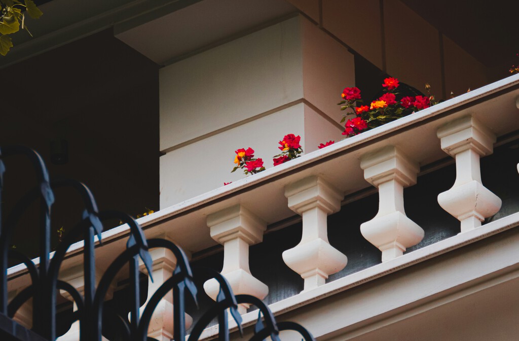 Siete plantas resistentes que llenan de vida jardines, patios y balcones sin sol 