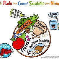 El plato de Harvard para una alimentación saludable en niños 