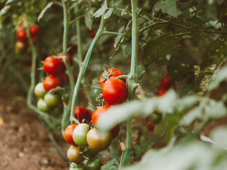 Tomate