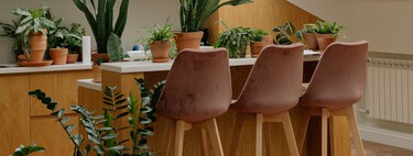 Así puedes hacer que la lengua de suegra crezca fuerte y saludable