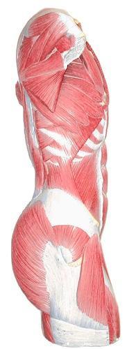 Es importante hacer abdominales, pero no olvides los lumbares