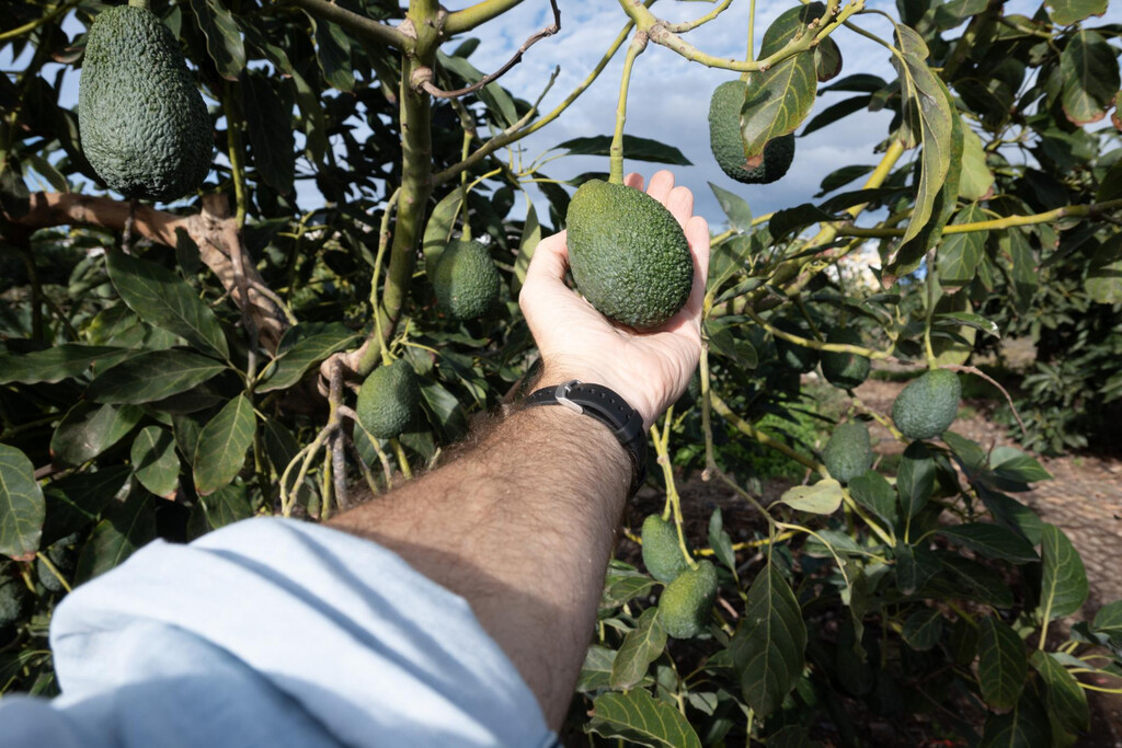 Los aguacates escondían uno de los mayores misterios de la naturaleza. Unos científicos al fin lo han resuelto