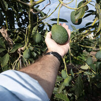 Los aguacates escondían uno de los mayores misterios de la naturaleza. Unos científicos al fin lo han resuelto