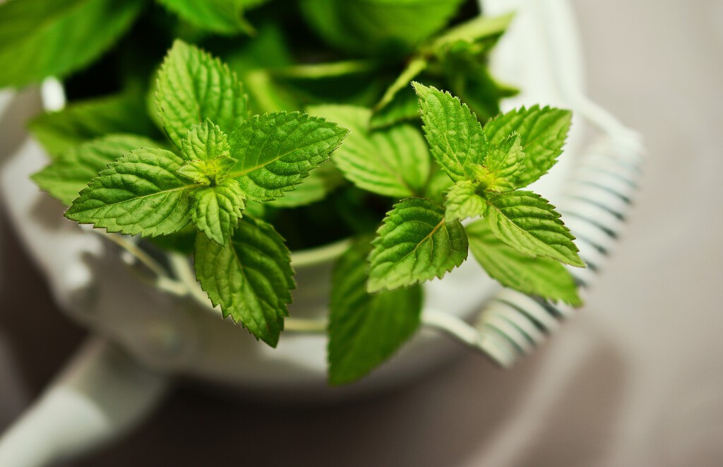 La hierba imprescindible en tu hogar: sencilla de mantener, ahuyenta insectos y perfecta para té 