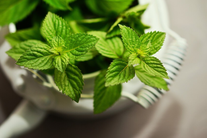 Peppermint 2496363 1920