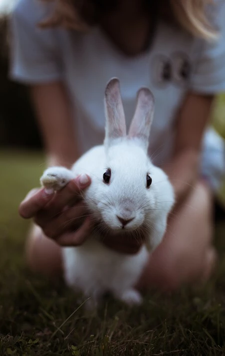 Quiero adoptar un conejo holandés porque no pueden ser más adorables: así son y así hay que cuidarlos