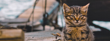 ¿Adoras a los gatos? Estos vídeos de Instagram te muestran la ciudad de tus sueños