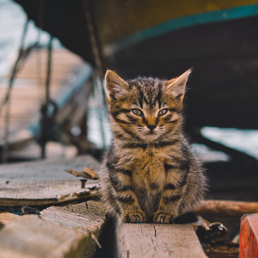 ¿Adoras a los gatos? Estos vídeos de Instagram te muestran la ciudad de tus sueños 