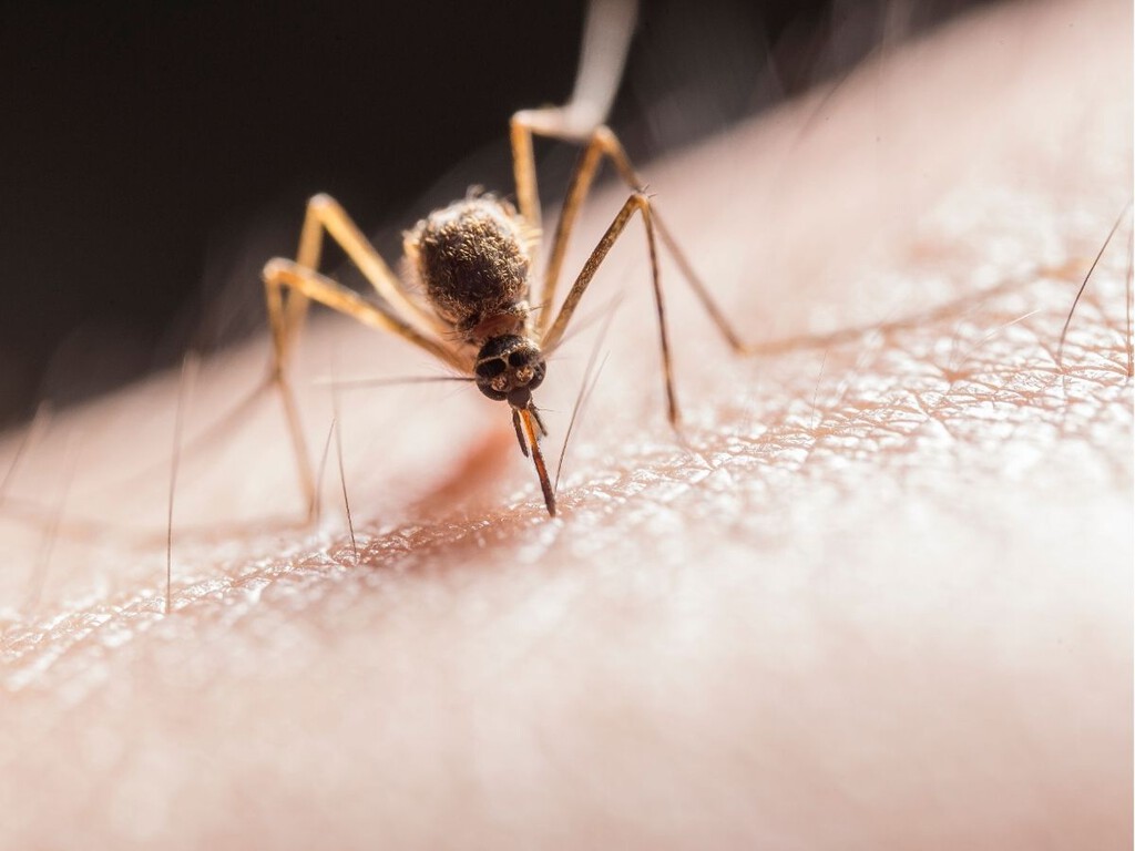 Ni insecticidas ni enchufes: el sencillo invento casero que atrapa mosquitos con un ventilador y una luz violeta