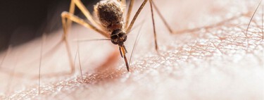 Ni insecticidas ni enchufes: el sencillo invento casero que atrapa mosquitos con un ventilador y una luz violeta 