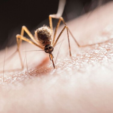 Ni insecticidas ni enchufes: el sencillo invento casero que atrapa mosquitos con un ventilador y una luz violeta 