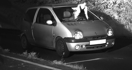 El misterioso caso de la paloma que salvó a un conductor de una multa de radar por exceso de velocidad