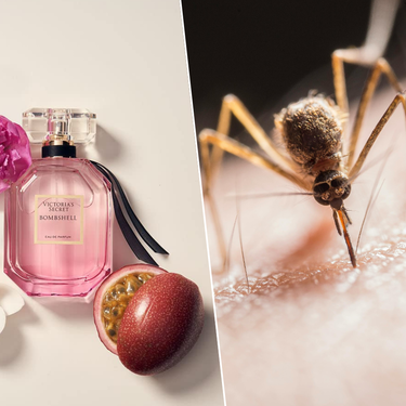 Colonias que atraen avispas y perfumes que repelen mosquitos: qué es verdad y qué un bulo en este miedo de todos los veranos