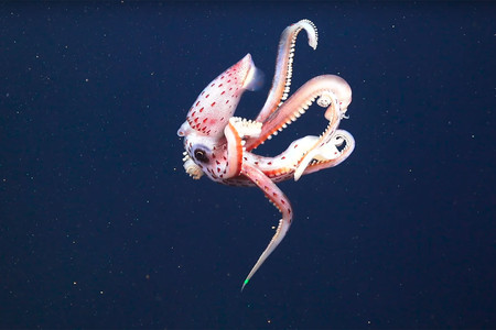 Biodiversidad marina en Australia, una abuelita no puede subir fotos de su nieto a Facebook y más: Galaxia Xataka Foto