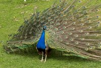 En el Zoo de Beijing, puedes comerte a sus animales