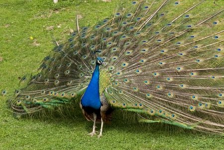 En el Zoo de Beijing, puedes comerte a sus animales