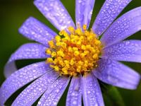 Me paga, no me paga, me paga...