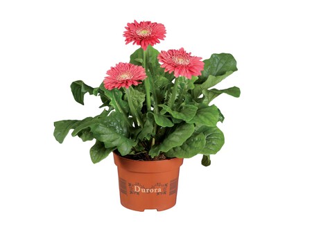 Gerbera