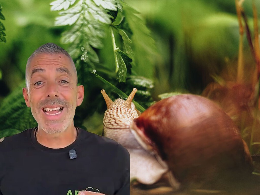 Esto es lo que un experto en paisajismo recomienda hacer contra los caracoles