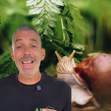 Cerveza, posos de café o cáscaras de huevo: así recomienda un experto en jardinería combatir los caracoles del jardín