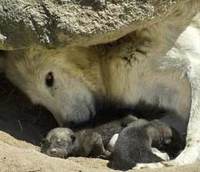 Padres y madres depredadores, por Laura Gutman