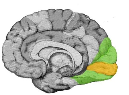 Los atletas aún tienen ventaja sobre los videojuegos de acción cuando se trata de habilidades visuales dinámicas